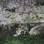 千鳥ヶ淵の夜桜4