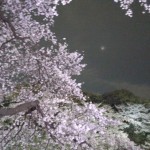千鳥ヶ淵の夜桜3