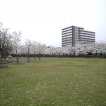 震災直後の桜並木