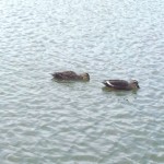 五十鈴湖の鴨