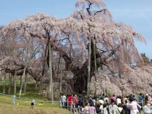 滝桜正面