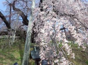 滝桜近景