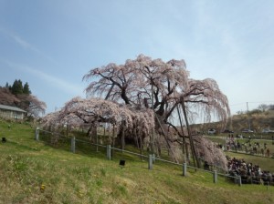 滝桜左側