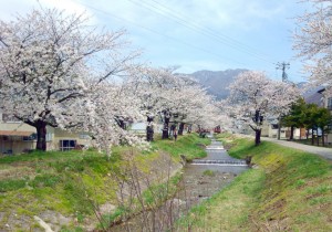 釈迦堂川の桜1