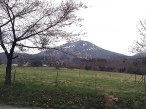 磐梯山牧場の桜