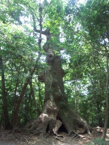 外宮巨木